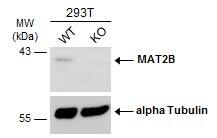 MAT2B Antibody - BSA Free