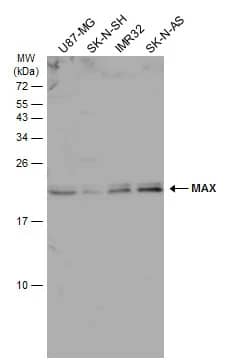 Max Antibody