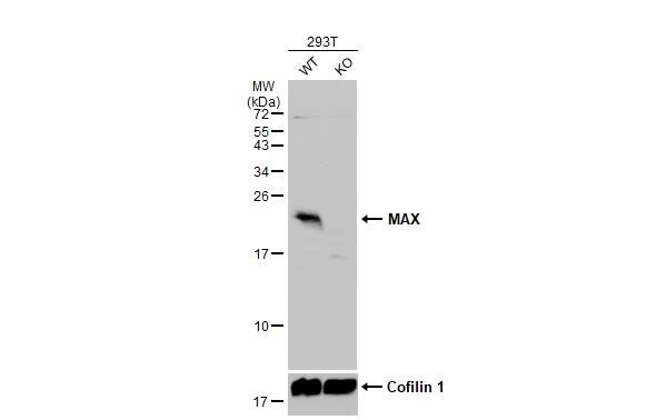 Max Antibody - BSA Free