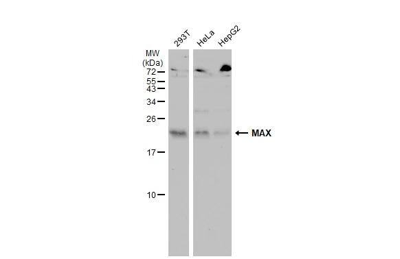 Max Antibody - BSA Free