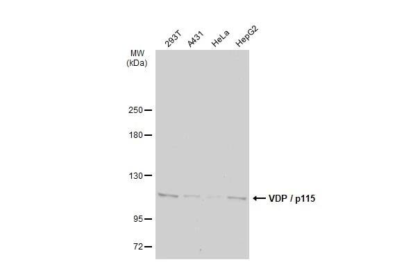 VDP p115 Antibody