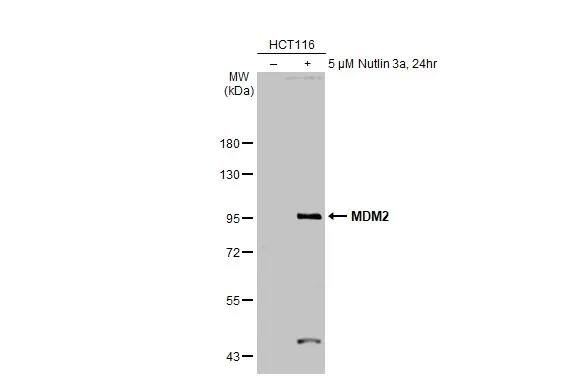 MDM2/HDM2 Antibody