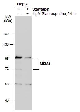 MDM2/HDM2 Antibody
