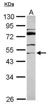 MDS028 Antibody