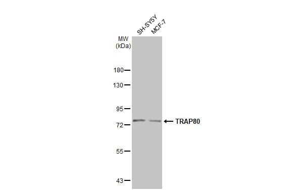 MED17 Antibody