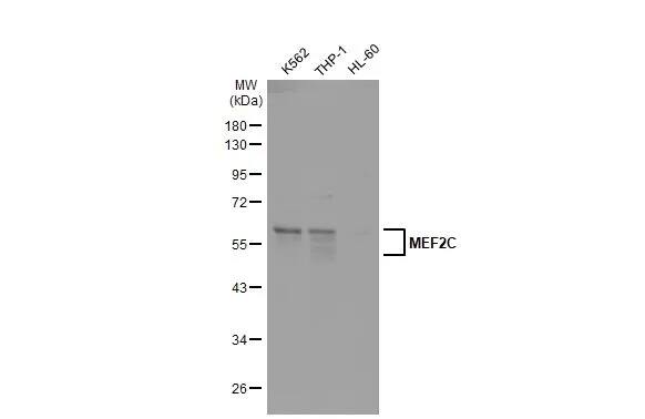 MEF2C Antibody