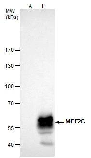 MEF2C Antibody - BSA Free