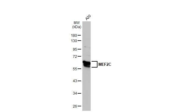 MEF2C Antibody - BSA Free