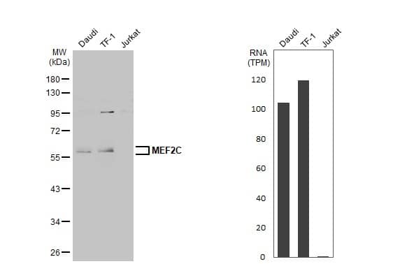 MEF2C Antibody - BSA Free