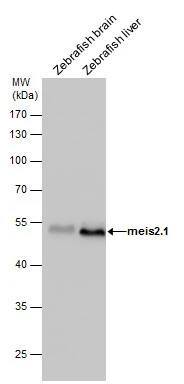 MEIS2 Antibody
