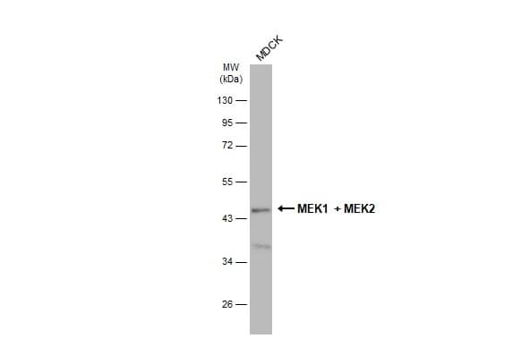 MEK1 Antibody