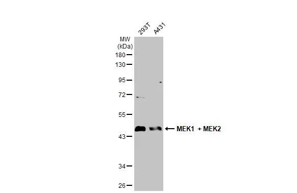 MEK1 Antibody