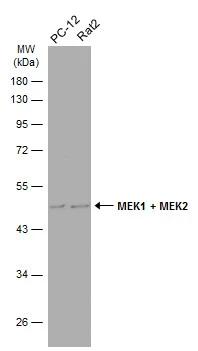 MEK2 Antibody