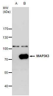MEKK3 Antibody - BSA Free
