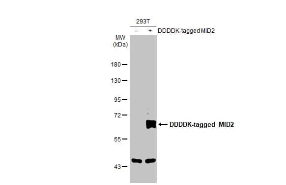 MID2 Antibody