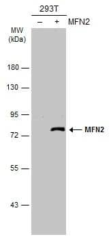 Mitofusin 2 Antibody
