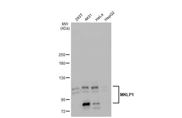 MKLP1 Antibody