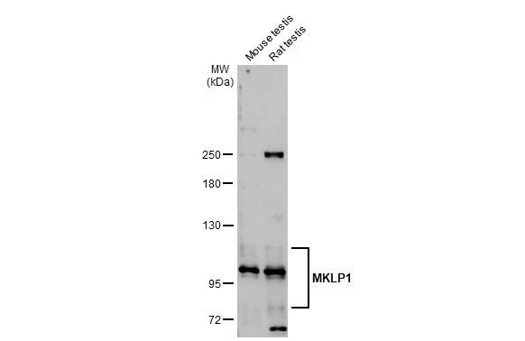 MKLP1 Antibody