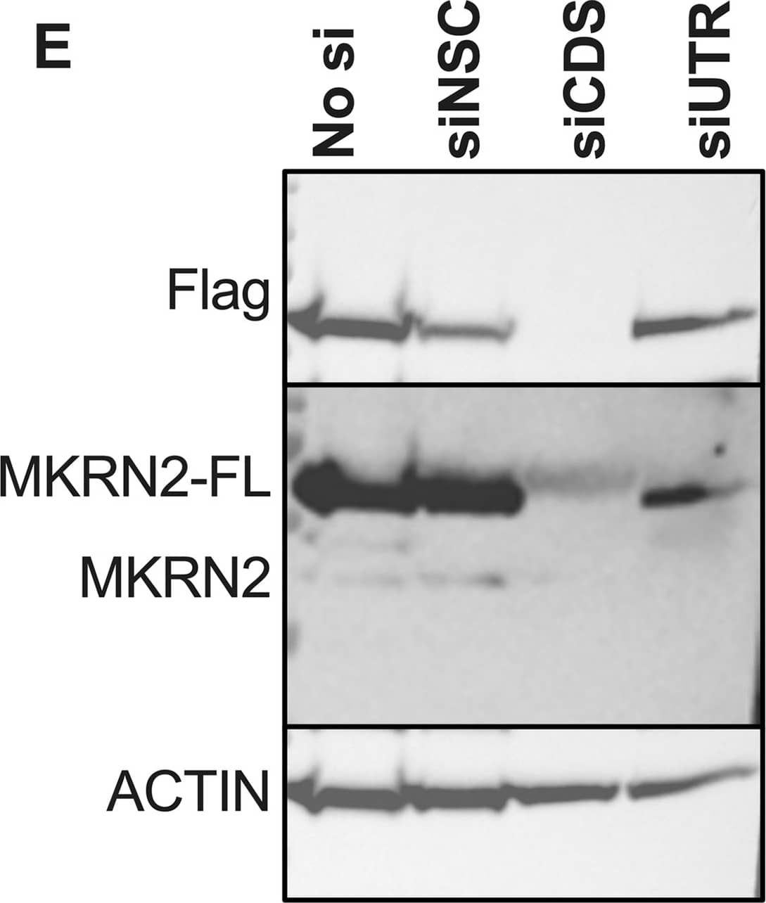 MKRN2 Antibody
