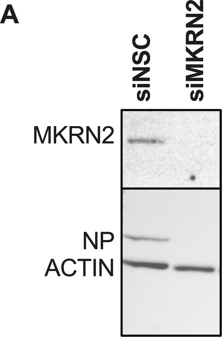 MKRN2 Antibody
