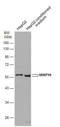 MMP-10 Antibody - BSA Free