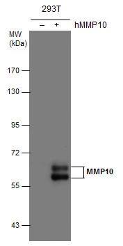 MMP-10 Antibody - BSA Free