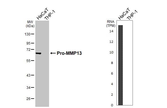 MMP-13 Antibody - BSA Free