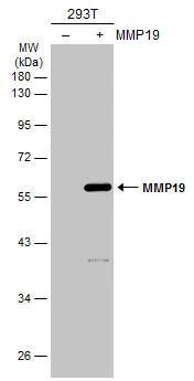 MMP-19 Antibody
