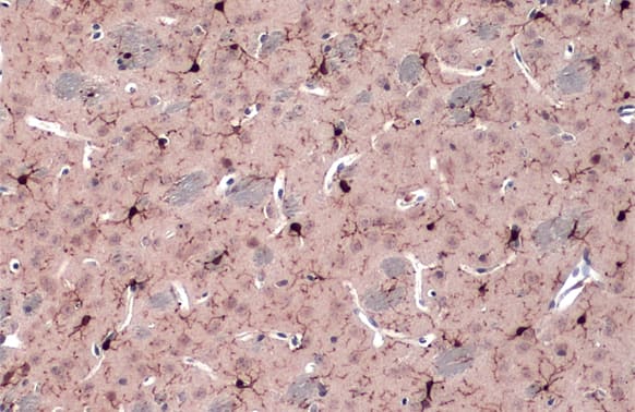 AIF-1/Iba1 Antibody