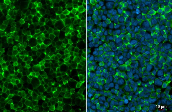 AIF-1/Iba1 Antibody