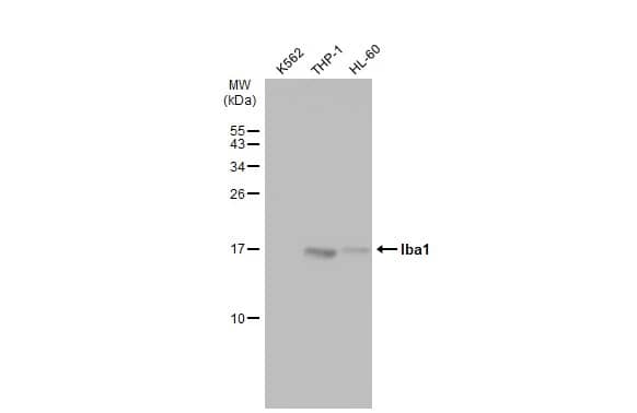 AIF-1/Iba1 Antibody