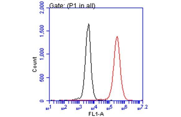 AIF-1/Iba1 Antibody - Azide and BSA Free
