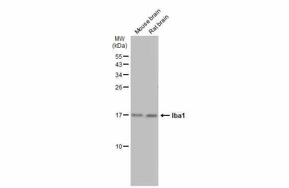 AIF-1/Iba1 Antibody - Azide and BSA Free
