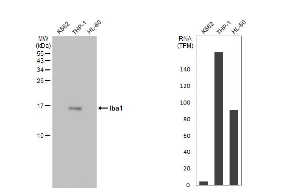 AIF-1/Iba1 Antibody - Azide and BSA Free