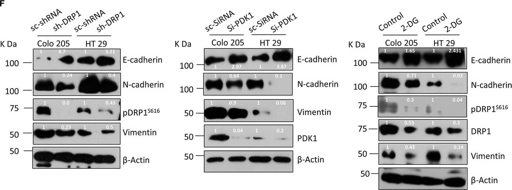 E-Cadherin Antibody (7H12) - BSA Free