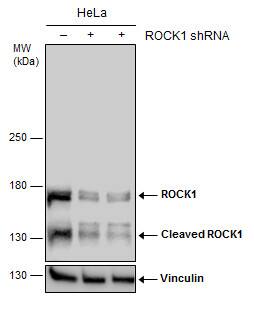 ROCK1 Antibody - BSA Free