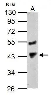 PRMT1 Antibody