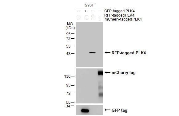 RFP Antibody