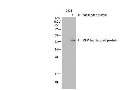 RFP Antibody