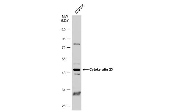 KRT23 Antibody