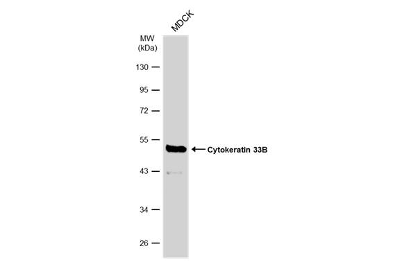 KRTHA3B Antibody