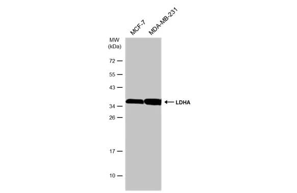 Lactate Dehydrogenase A/LDHA Antibody
