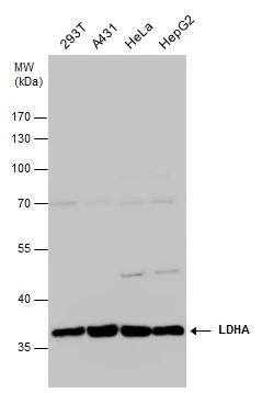 Lactate Dehydrogenase A/LDHA Antibody - Azide Free