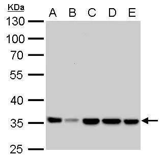 Lactate Dehydrogenase A/LDHA Antibody - Azide Free