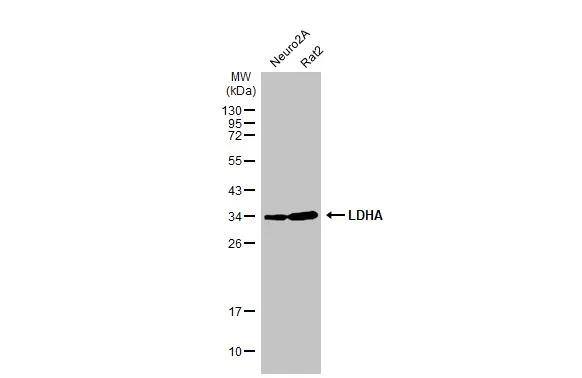 Lactate Dehydrogenase A/LDHA Antibody - Azide Free