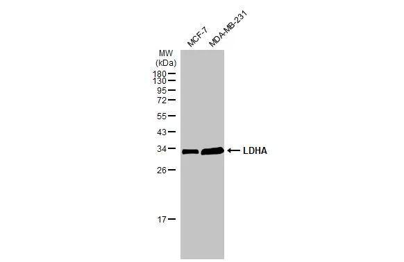 Lactate Dehydrogenase A/LDHA Antibody - Azide Free