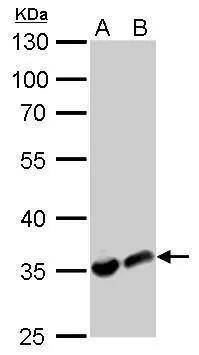 Lactate Dehydrogenase A/LDHA Antibody - Azide Free