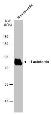 Lactoferrin Antibody