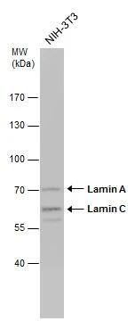 Lamin A + C Antibody - BSA Free