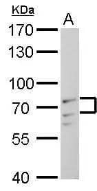 Lamin A + C Antibody - BSA Free